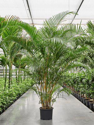 
                  
                    Areca Dypsis lutescens
                  
                