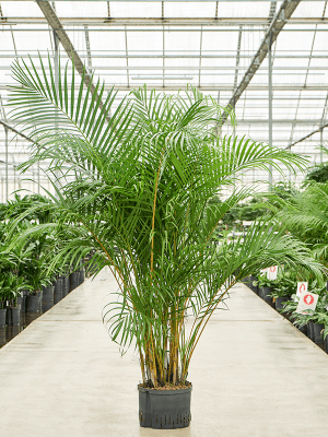 
                  
                    Areca Dypsis lutescens
                  
                