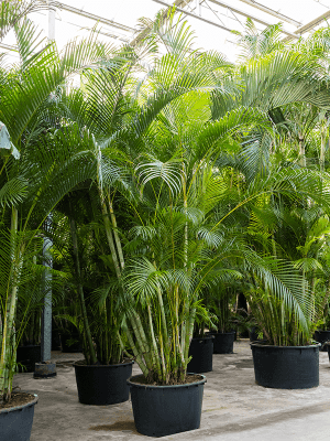 
                  
                    Areca Dypsis lutescens
                  
                