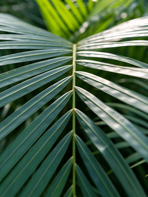 
                  
                    Areca Dypsis lutescens
                  
                