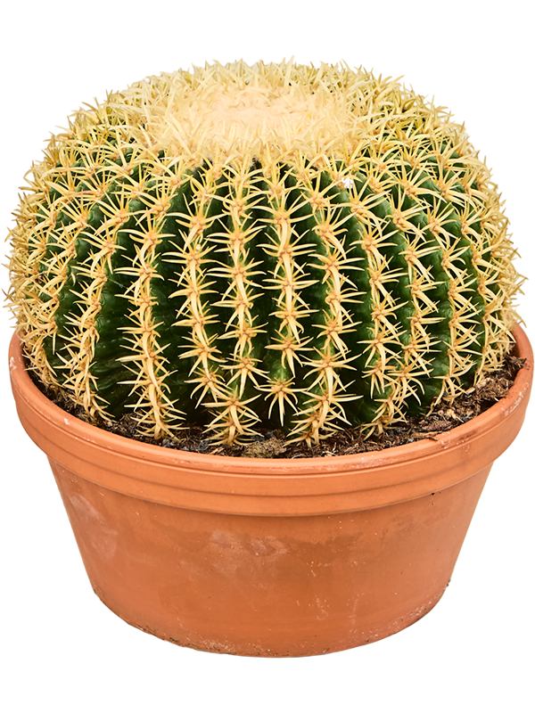 Echinocactus brevispina