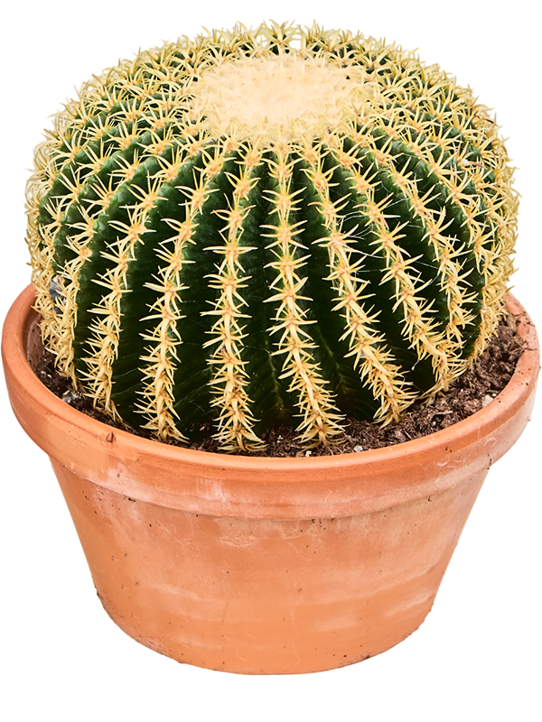 
                  
                    Echinocactus brevispina
                  
                