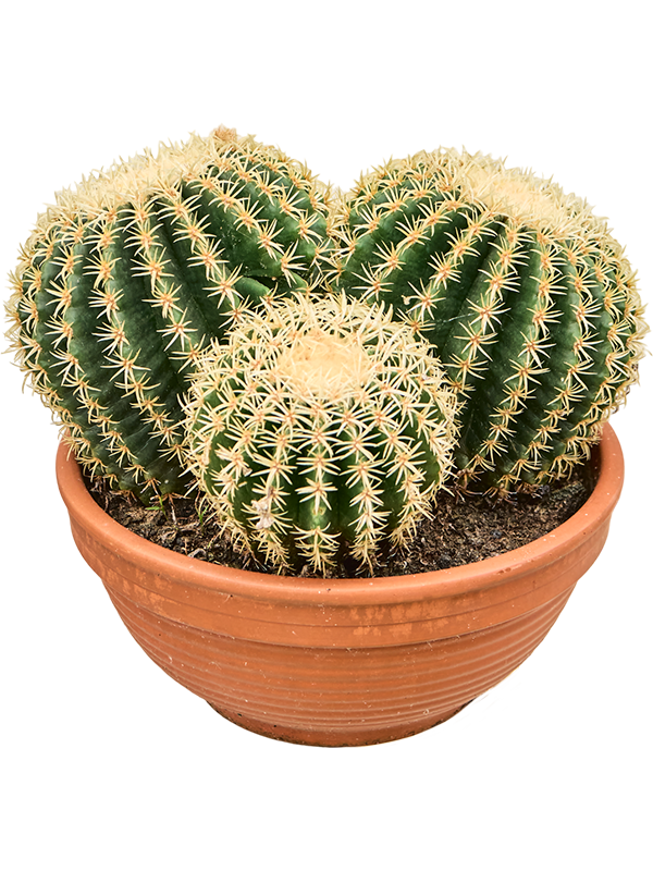 
                  
                    Echinocactus brevispina
                  
                