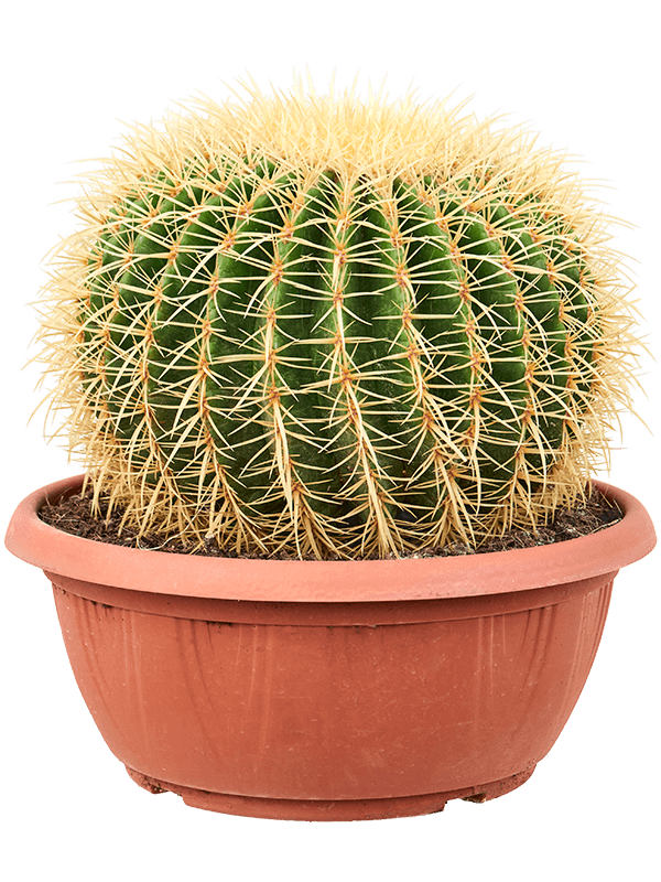 
                  
                    Echinocactus grusonii
                  
                