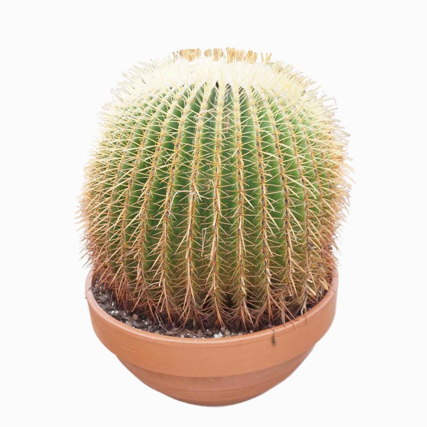 
                  
                    Echinocactus grusonii
                  
                