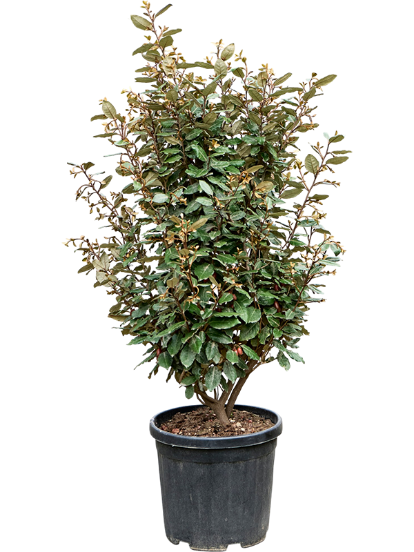 
                  
                    Chalef Elaeagnus ebbingei Compacta
                  
                