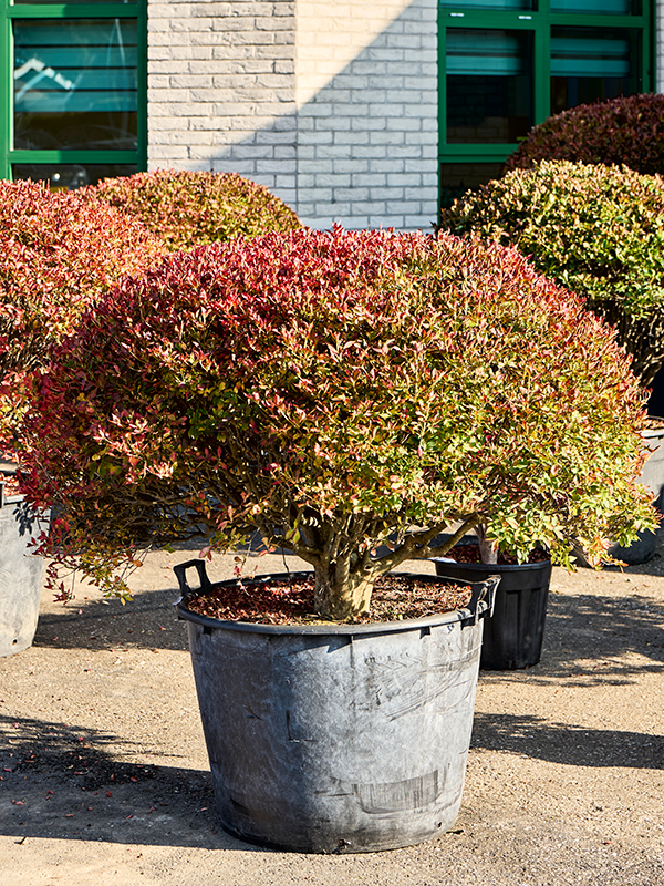 
                  
                    Andromède Enkianthus perulatus
                  
                