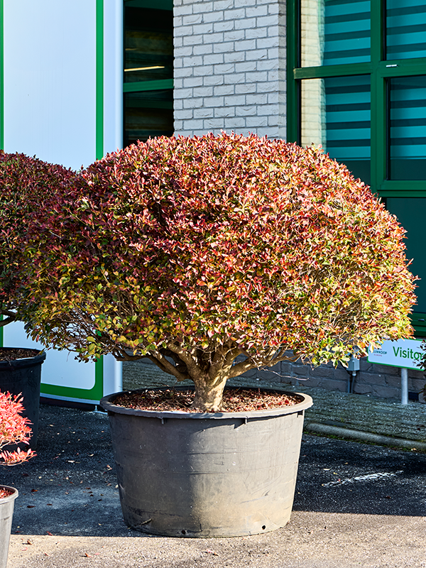 
                  
                    Andromède Enkianthus perulatus
                  
                