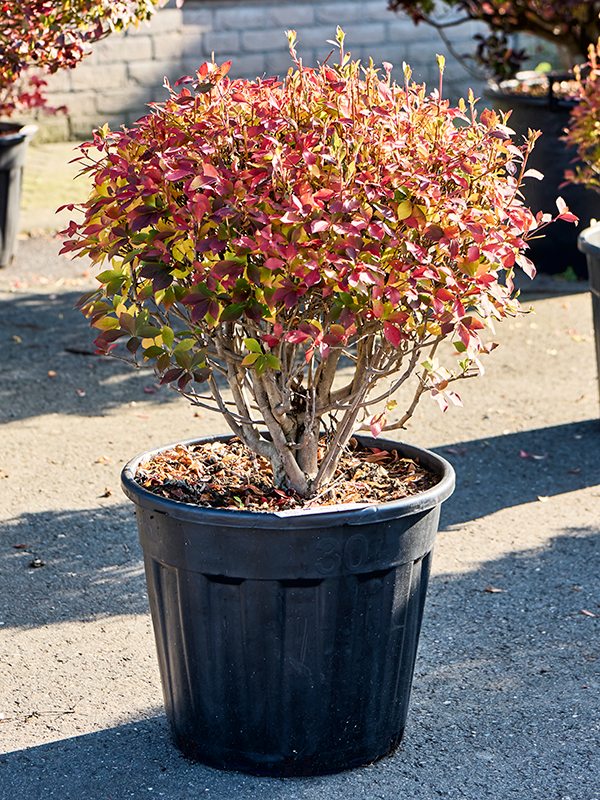 Andromède Enkianthus perulatus