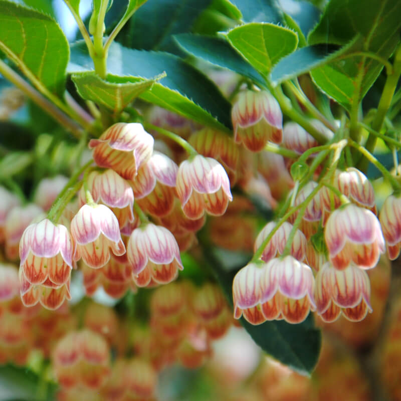 
                  
                    Andromède Enkianthus perulatus
                  
                