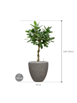 
                  
                    Ficus benghalensis 'Audrey' en Baq Naturescast
                  
                