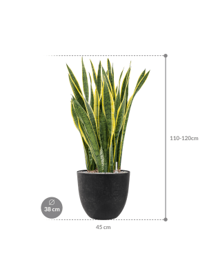 
                  
                    Plante pour entreprise Sansevieria trifasciata 'Laurentii' en pot
                  
                
