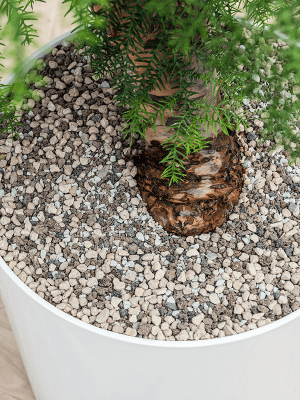 
                  
                    Ficus benghalensis 'Audrey' en Baq Naturescast
                  
                