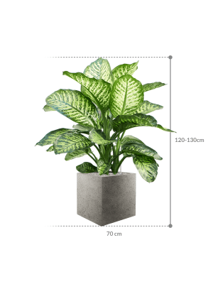 dieffenbachia seguine maroba composition Dieffenbachia seguine 'Maroba' en bac Grigio