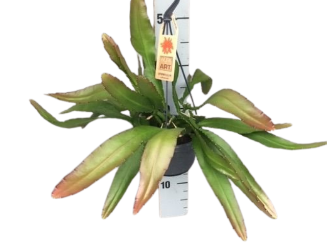 Epiphyllum Ackermanii