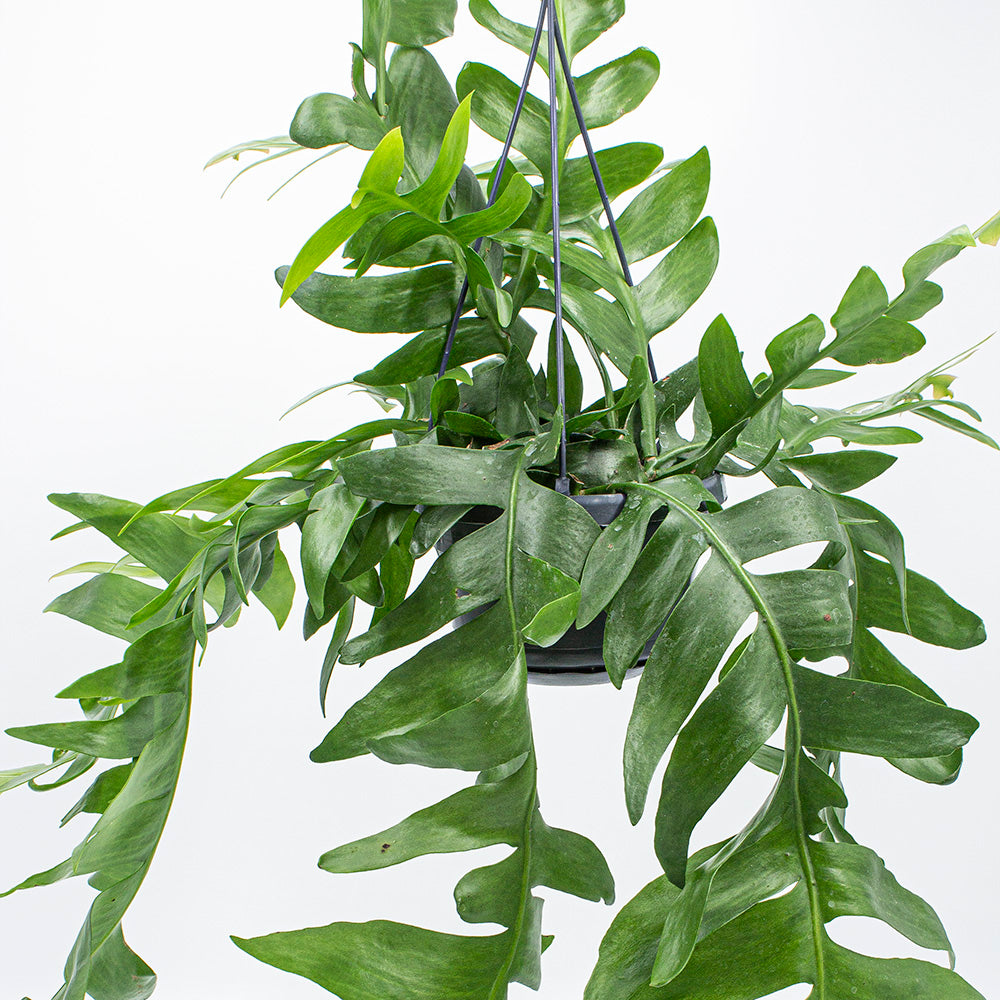 Epiphyllum Chrysocardium