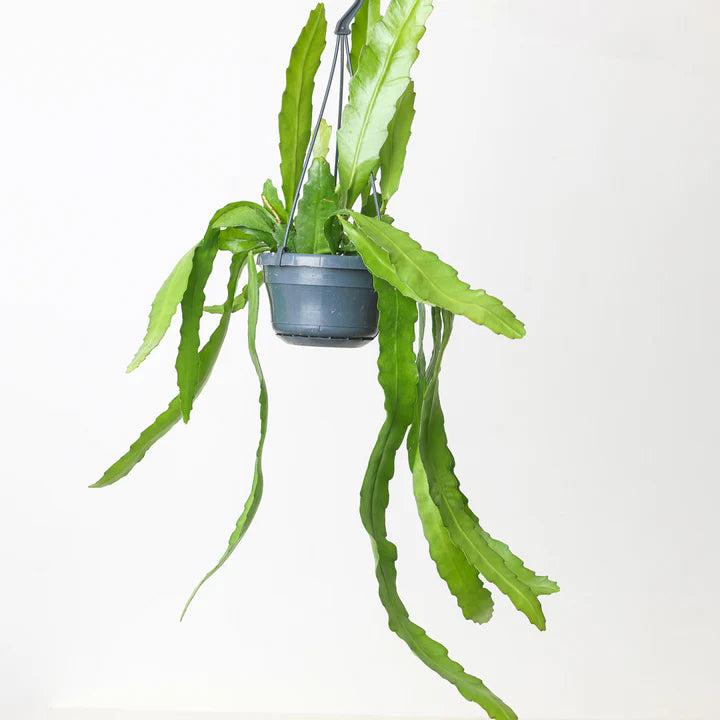 Epiphyllum Fruhlings Gold