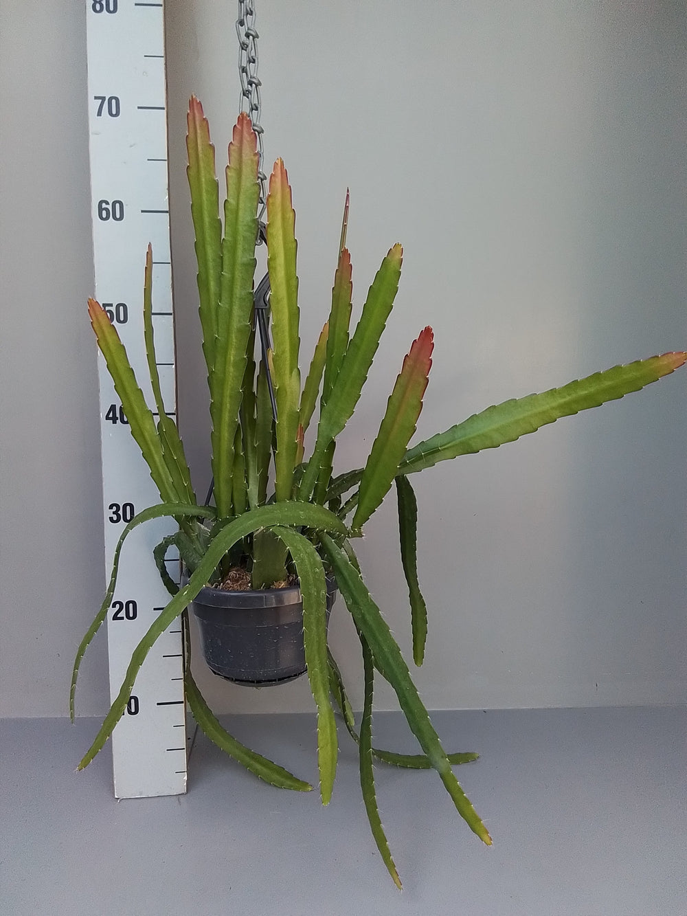 Epiphyllum Red Tip