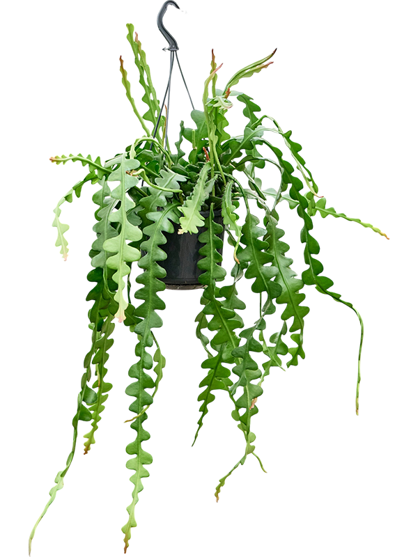 
                  
                    Epiphyllum anguliger
                  
                