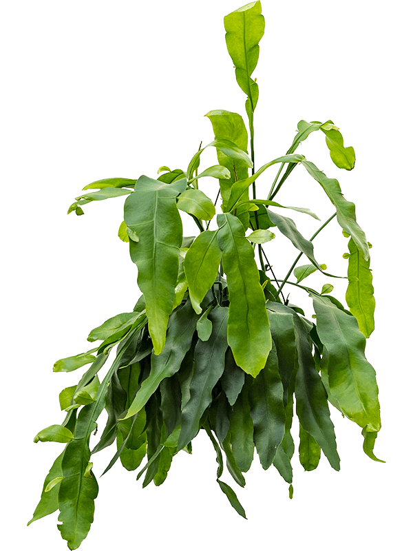Epiphyllum oxypeltatum