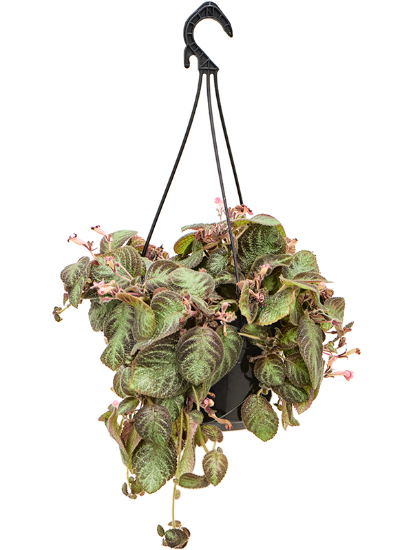 Episcia cupreata
