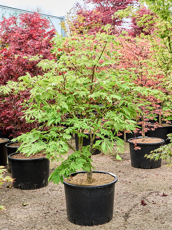 Erable Acer japanicum Aconitifolium