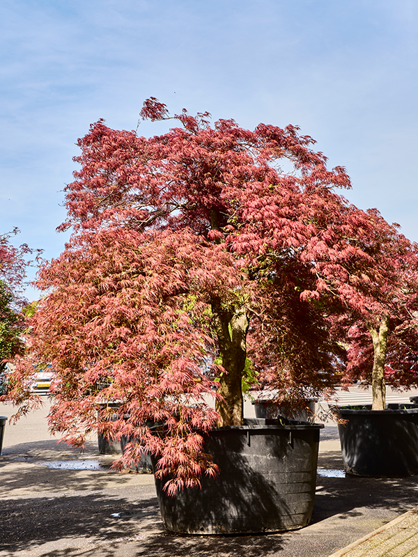 Erable Acer palmatum dissectum Garnet-Green Lace