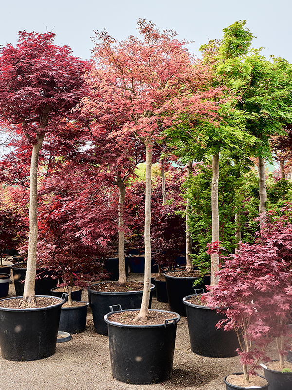 Erable Acer palmatum De Shojo