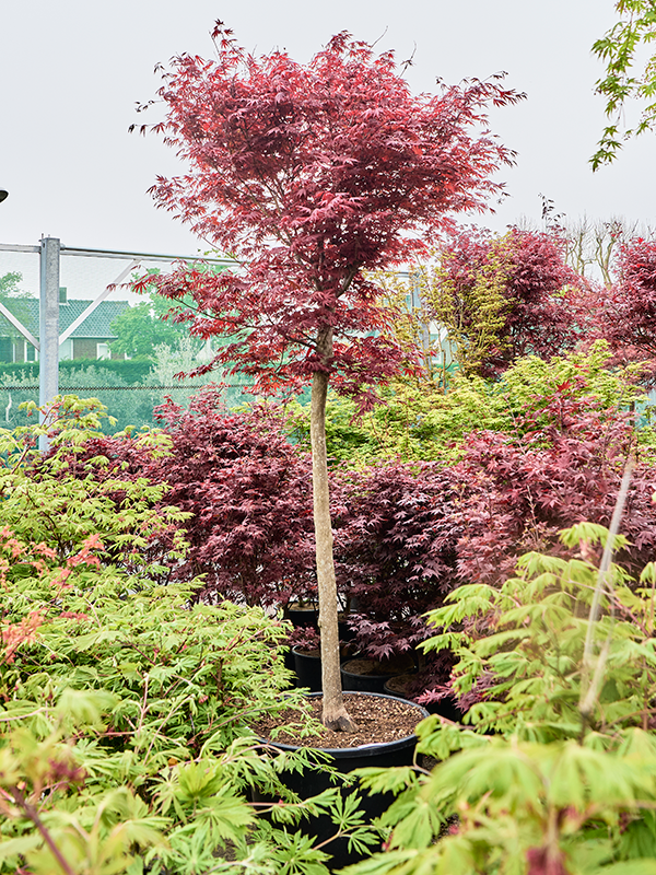 Erable Acer pamatum Fire Glow