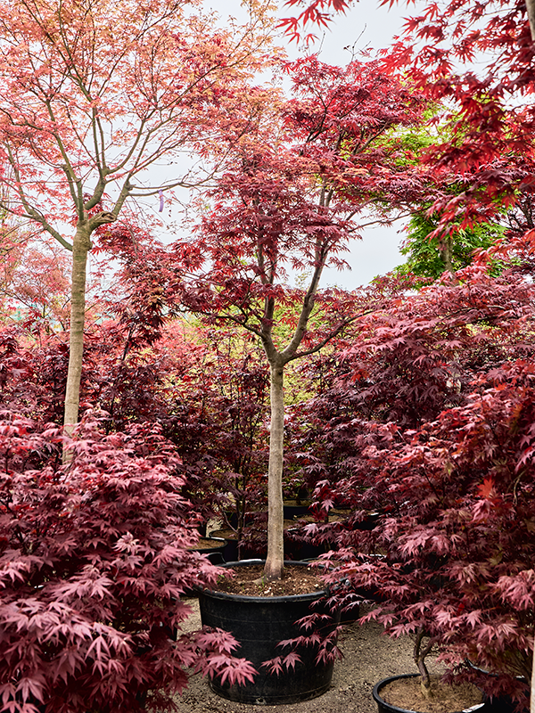 
                  
                    Erable Acer pamatum Fire Glow
                  
                