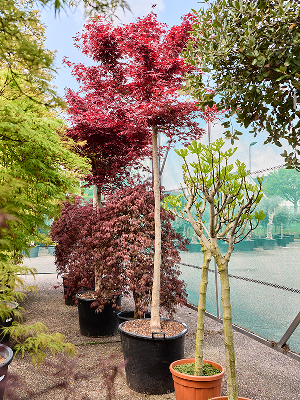 
                  
                    Erable Acer pamatum Fire Glow
                  
                
