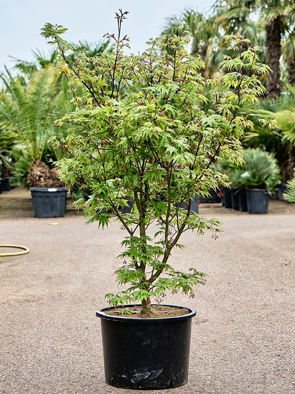 
                  
                    Acer palmatum Osakazuki
                  
                