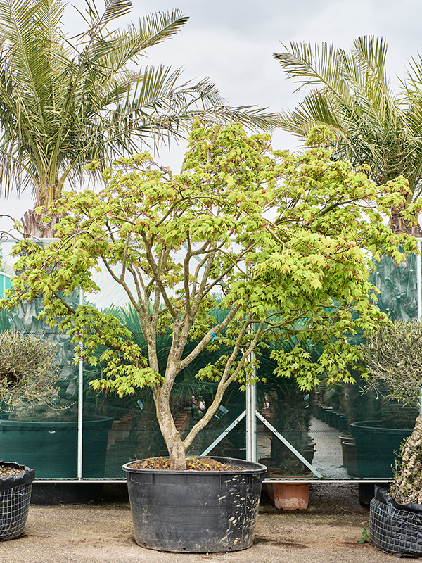 
                  
                    Erable Acer palmatum Osakazuki
                  
                