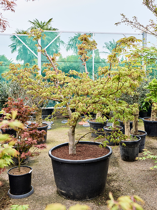 Acer palmatum Osakazuki