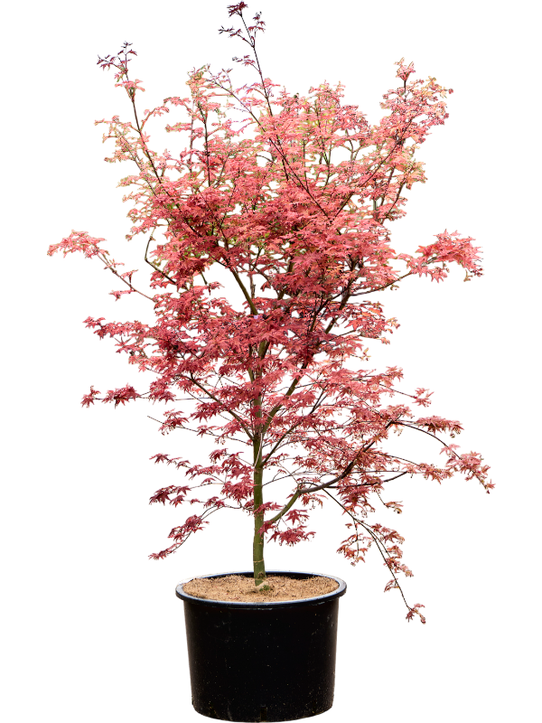 
                  
                    Erable Acer palmatum De Shojo
                  
                