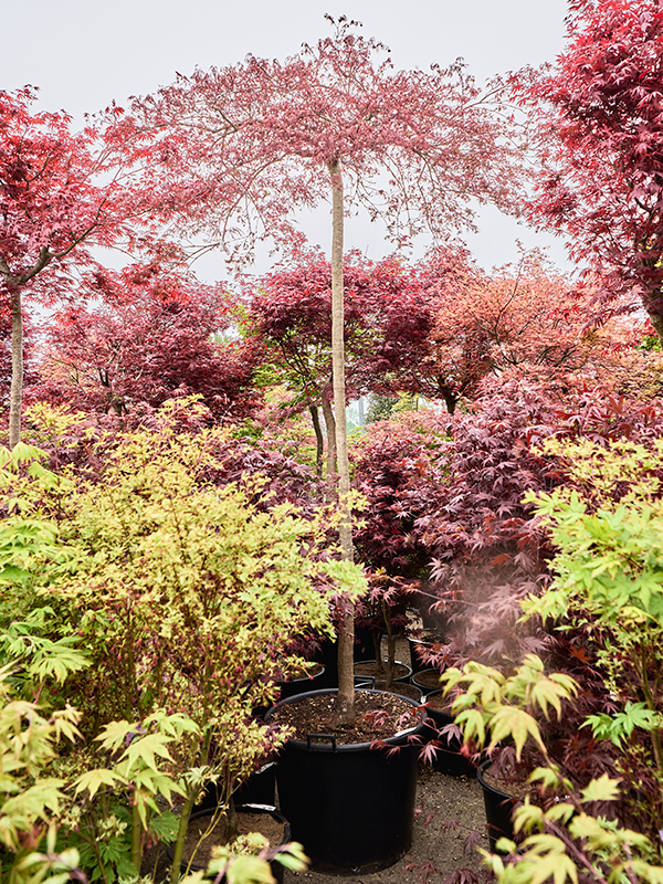 Erable Acer palmatatum diss. Inaba-shidare