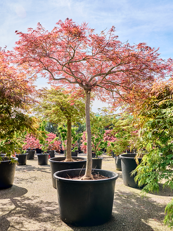 Erable Acer palmatum dissectum Ornatum