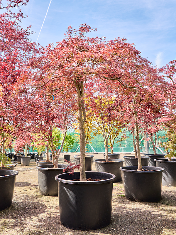 
                  
                    Erable Acer palmatum dissectum Ornatum
                  
                