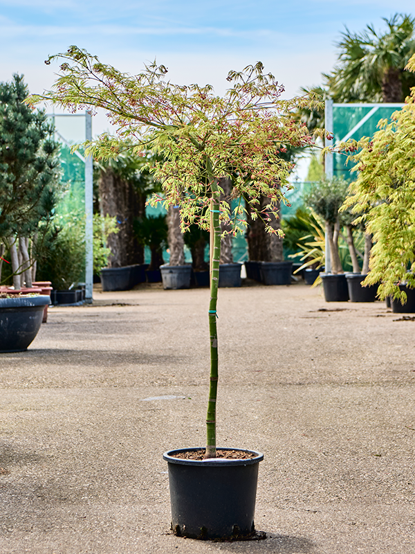 Erable Acer pal. diss. Viridis