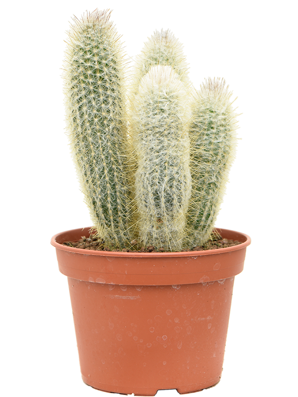 Espostoa (Vatricania) guentheri