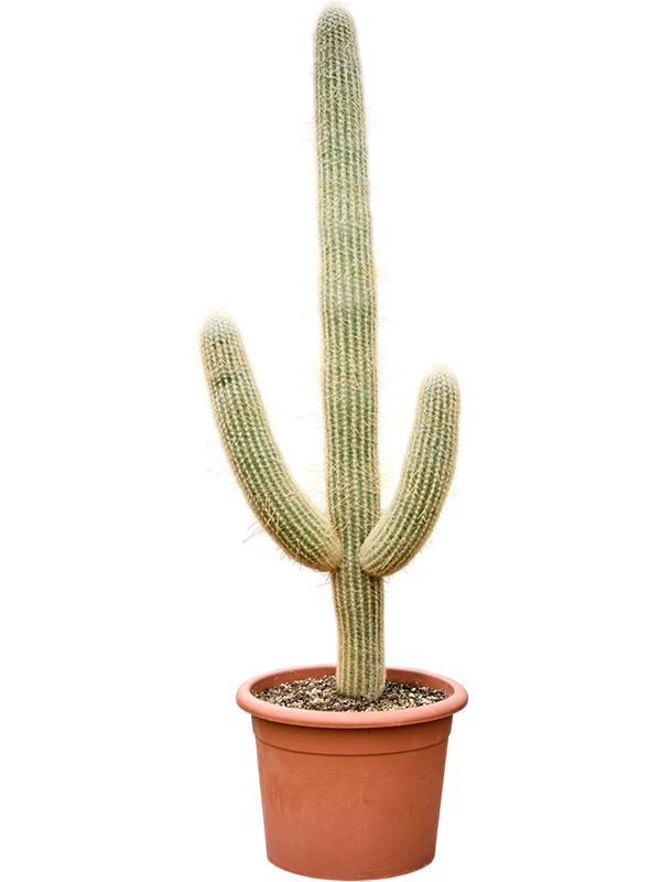 
                  
                    Espostoa lanata
                  
                