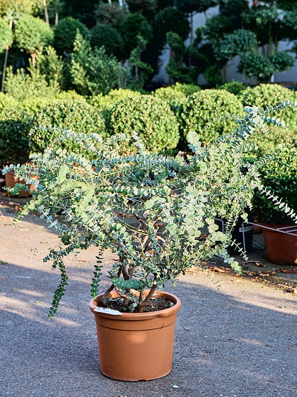 Eucalyptus cinerea Baby Blue