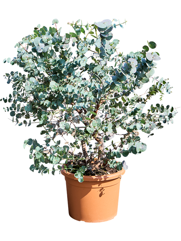 
                  
                    Eucalyptus gunnii
                  
                