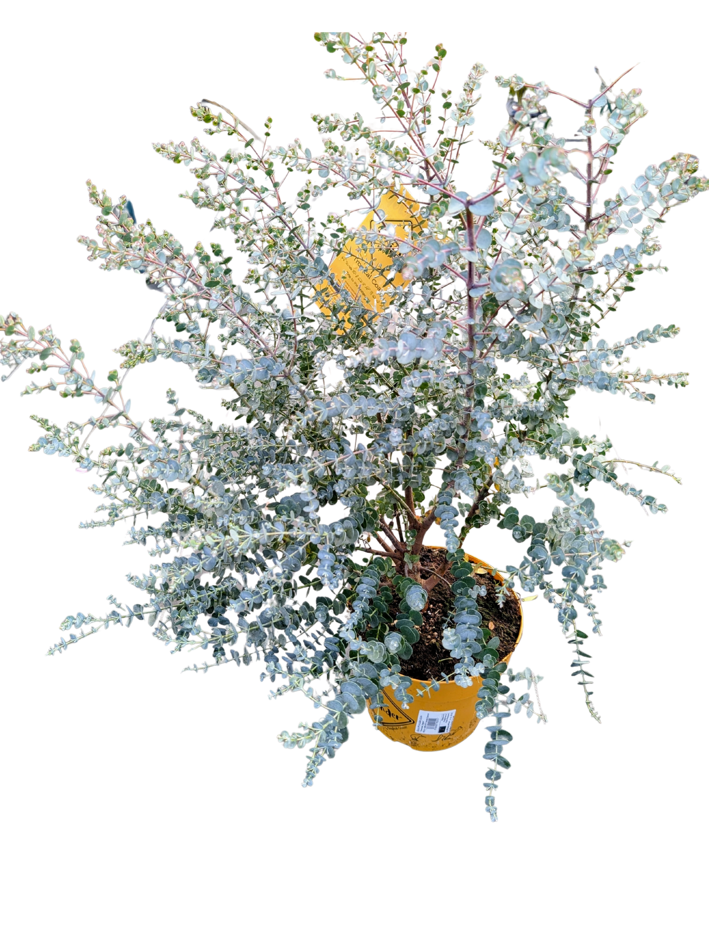 
                  
                    Eucalyptus cinerea Baby Blue
                  
                