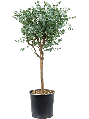 Eucalyptus gunnii