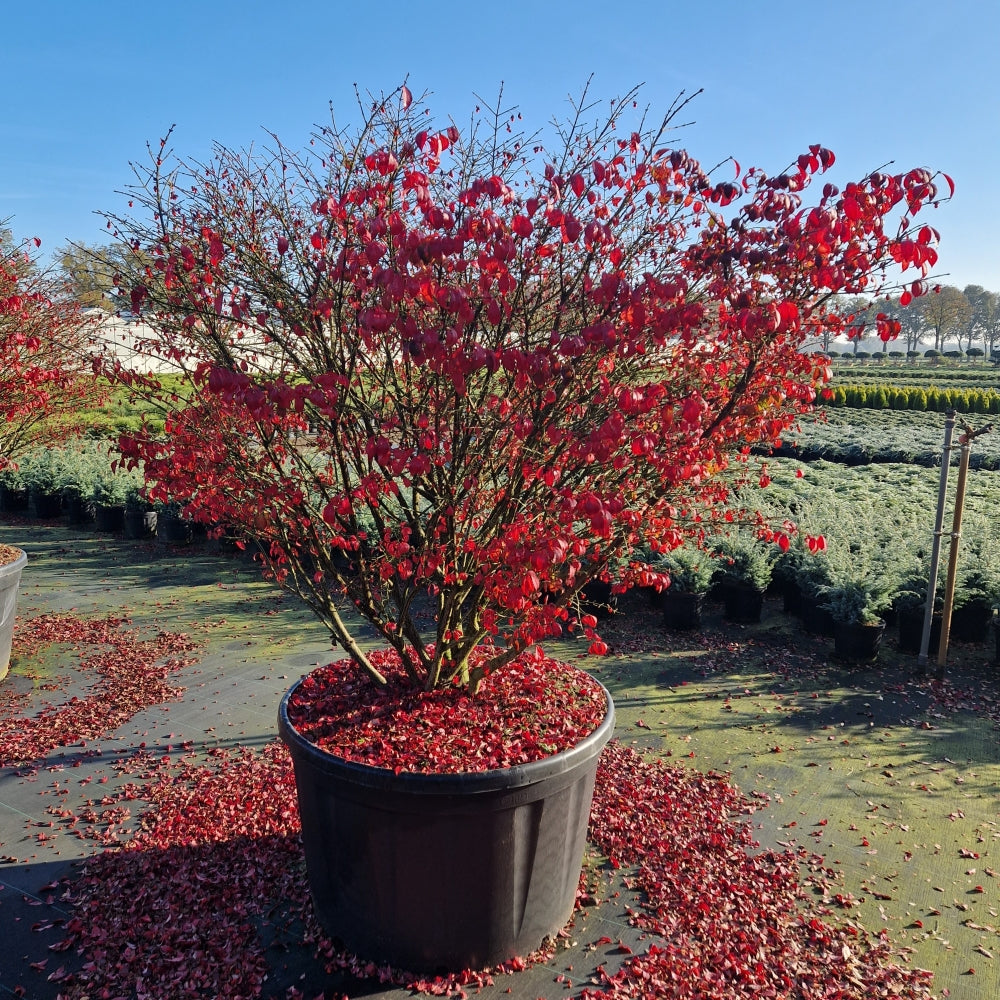 Fusain alis Euonymus alatus