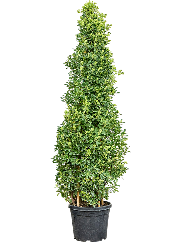 Fusain du japon Euonymus japonicus