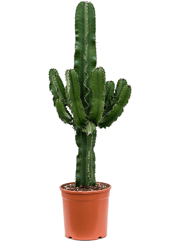
                  
                    Euphorbia erytrea
                  
                