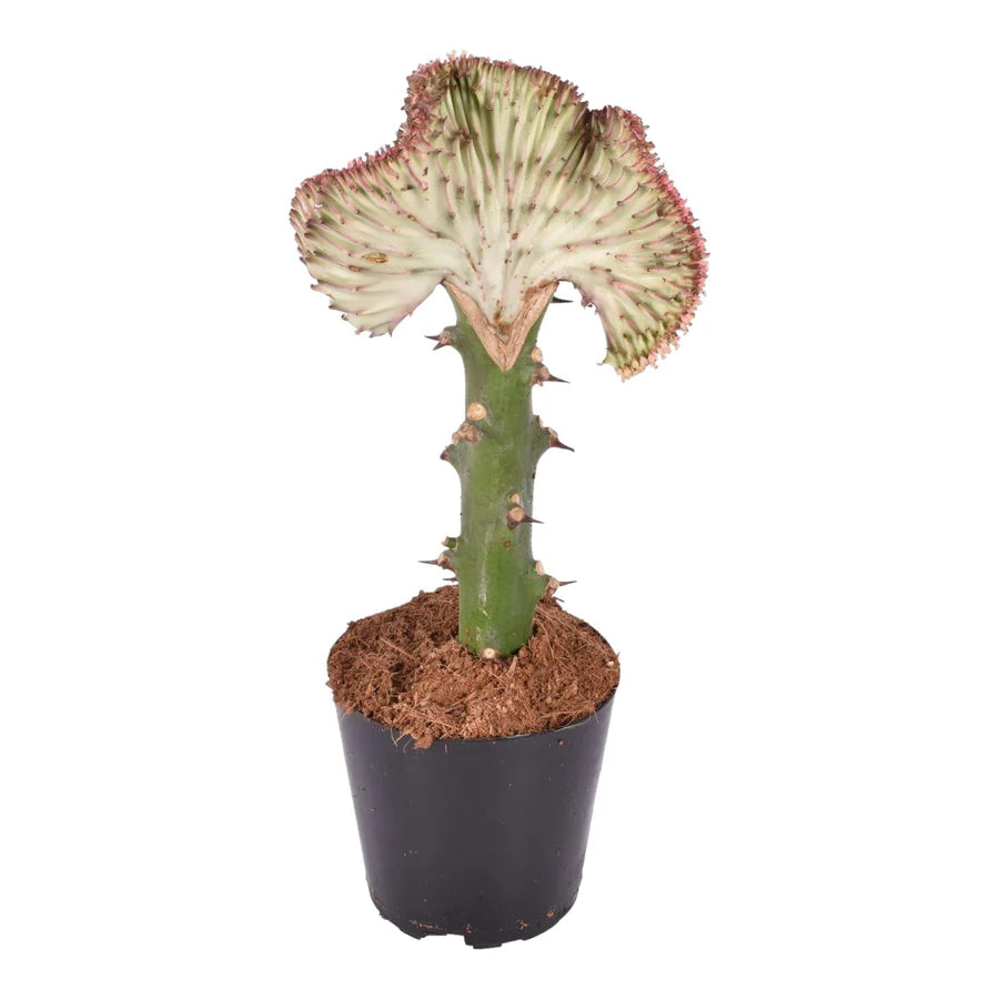 
                  
                    Euphorbia lactea Cristata (greffe)
                  
                
