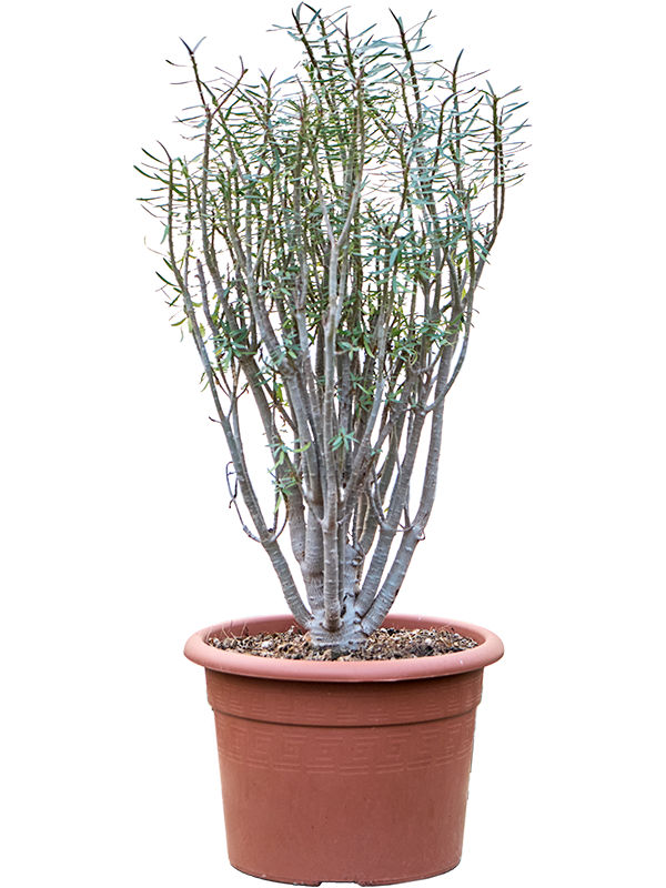 Euphorbia Balsamifera